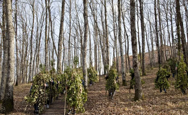 Decine di Rumìt, interamente ricoperti d’edera, fermi fra i tronchi di un bosco spoglio